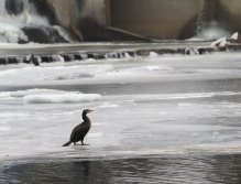 Kormorání na Berounce 3 v Berouně