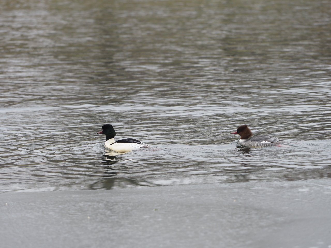 Kormor�n� na Berounce 3 v Beroun�