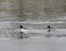 Kormorání na Berounce 3 v Berouně