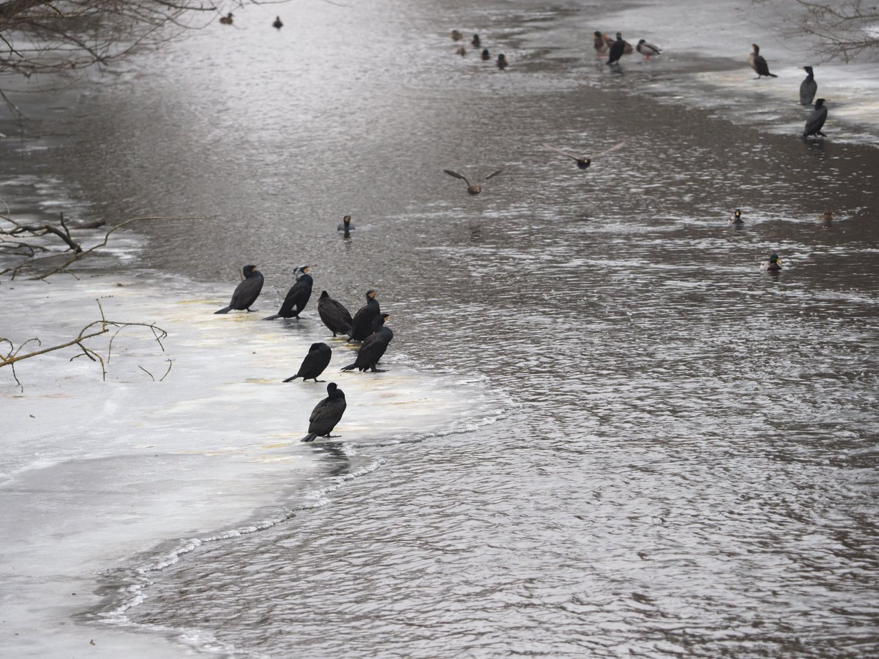 Kormor�n� na Berounce 3 v Beroun�