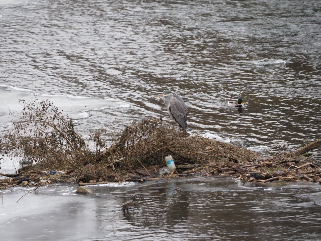 Kormor�n� na Berounce 3 v Beroun�