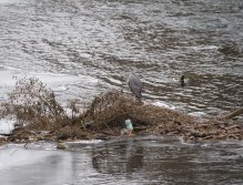 Kormorání na Berounce 3 v Berouně