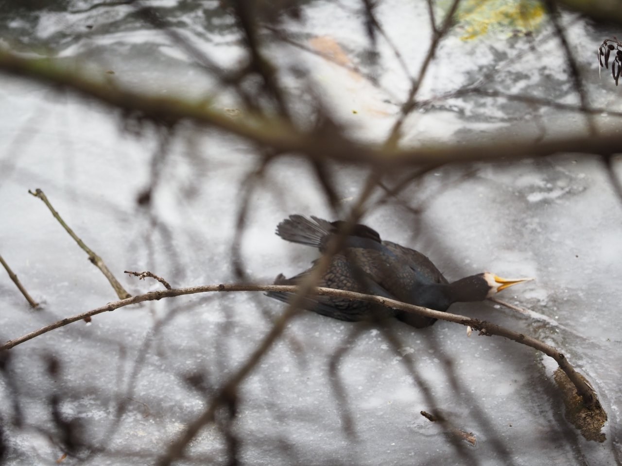 Kormor�n� na Berounce 3 v Beroun�