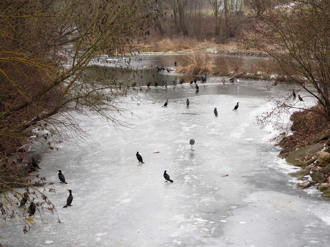 Kormor�n� na Berounce 3 v Beroun�