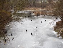 Kormorání na Berounce 3 v Berouně