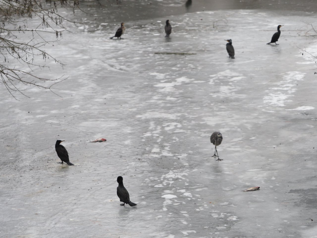 Kormor�n� na Berounce 3 v Beroun�