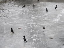 Kormorání na Berounce 3 v Berouně