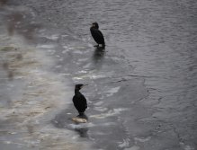 Kormorání na Berounce 3 v Berouně