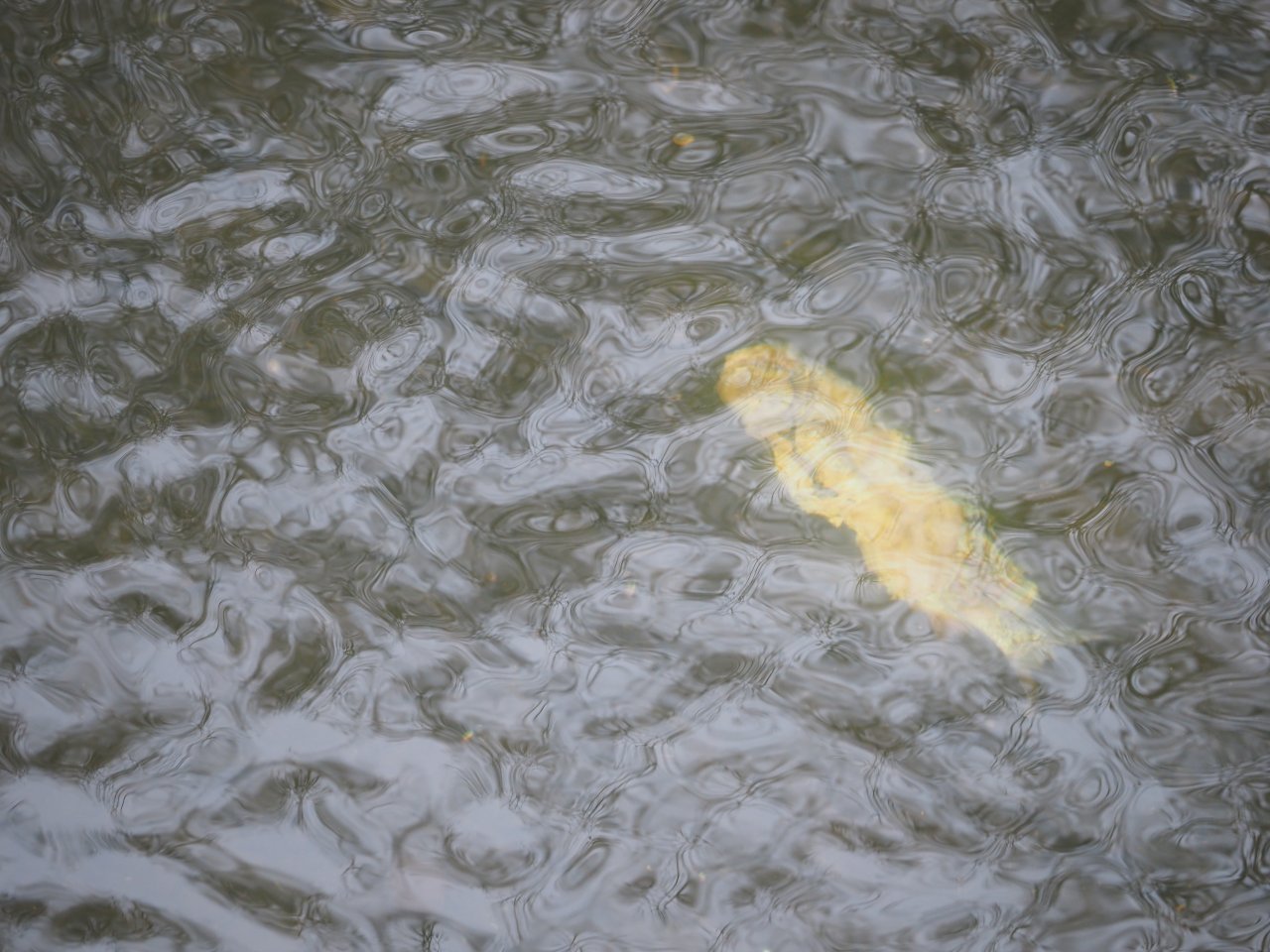 Kormor�n� na Berounce 3 v Beroun�