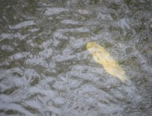 Kormorání na Berounce 3 v Berouně