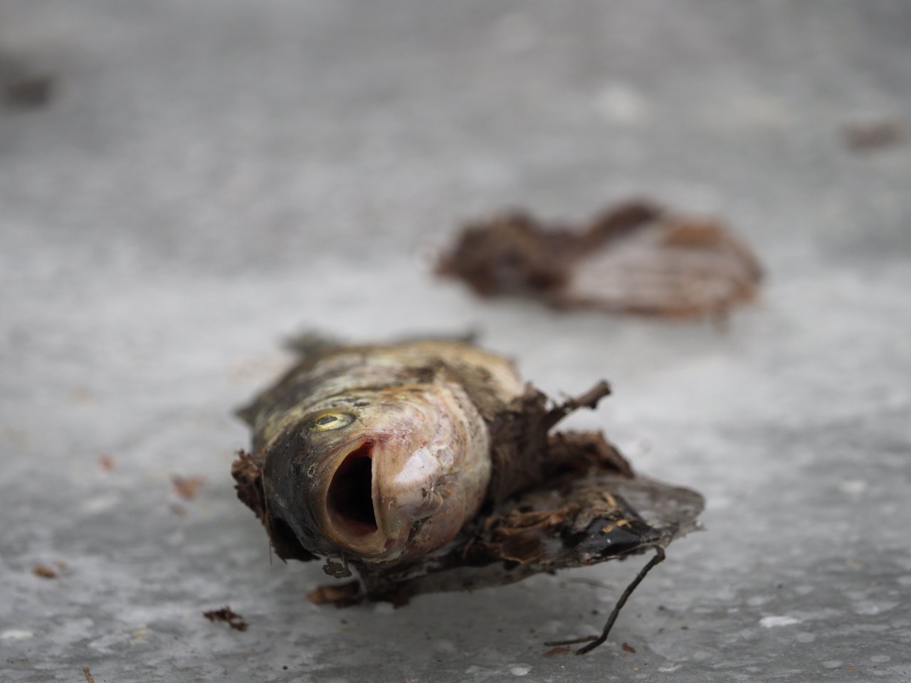 Kormor�n� na Berounce 3 v Beroun�