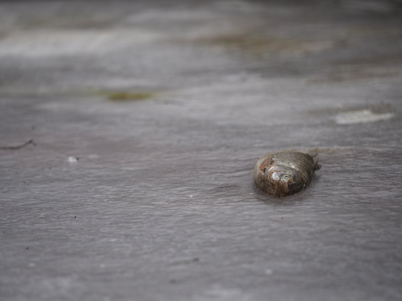 Kormor�n� na Berounce 3 v Beroun�