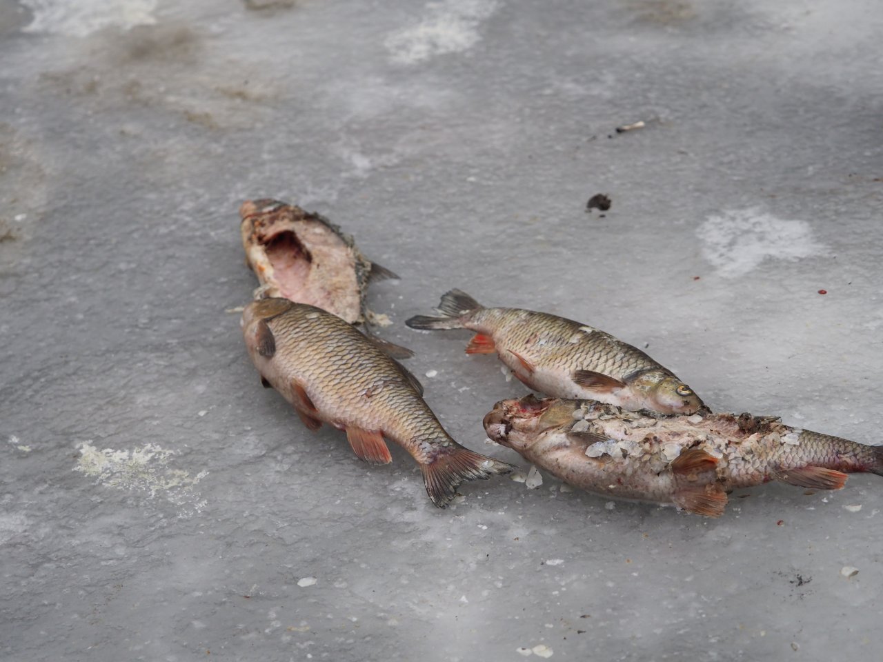 Kormor�n� na Berounce 3 v Beroun�