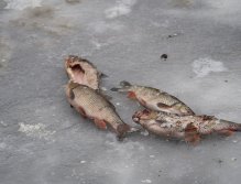 Kormorání na Berounce 3 v Berouně