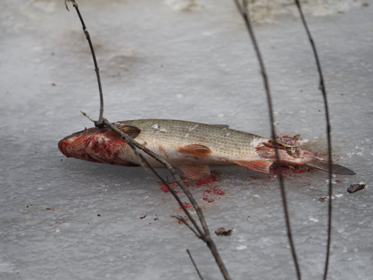 Kormor�n� na Berounce 3 v Beroun�