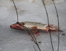 Kormorání na Berounce 3 v Berouně