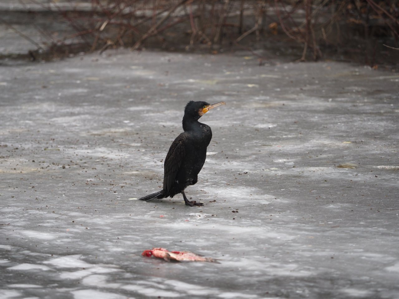 Kormor�n� na Berounce 3 v Beroun�