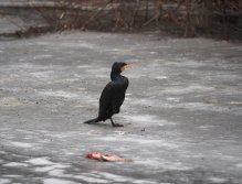 Kormorání na Berounce 3 v Berouně