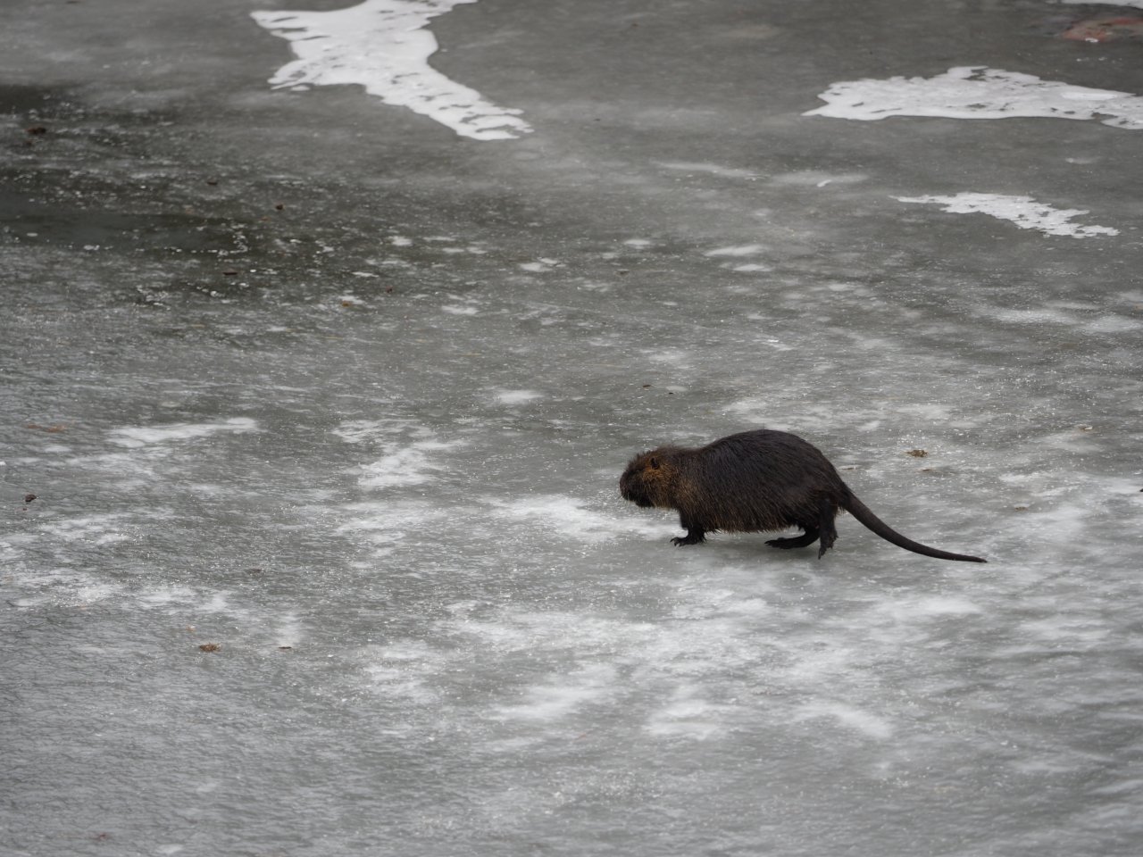 Kormor�n� na Berounce 3 v Beroun�