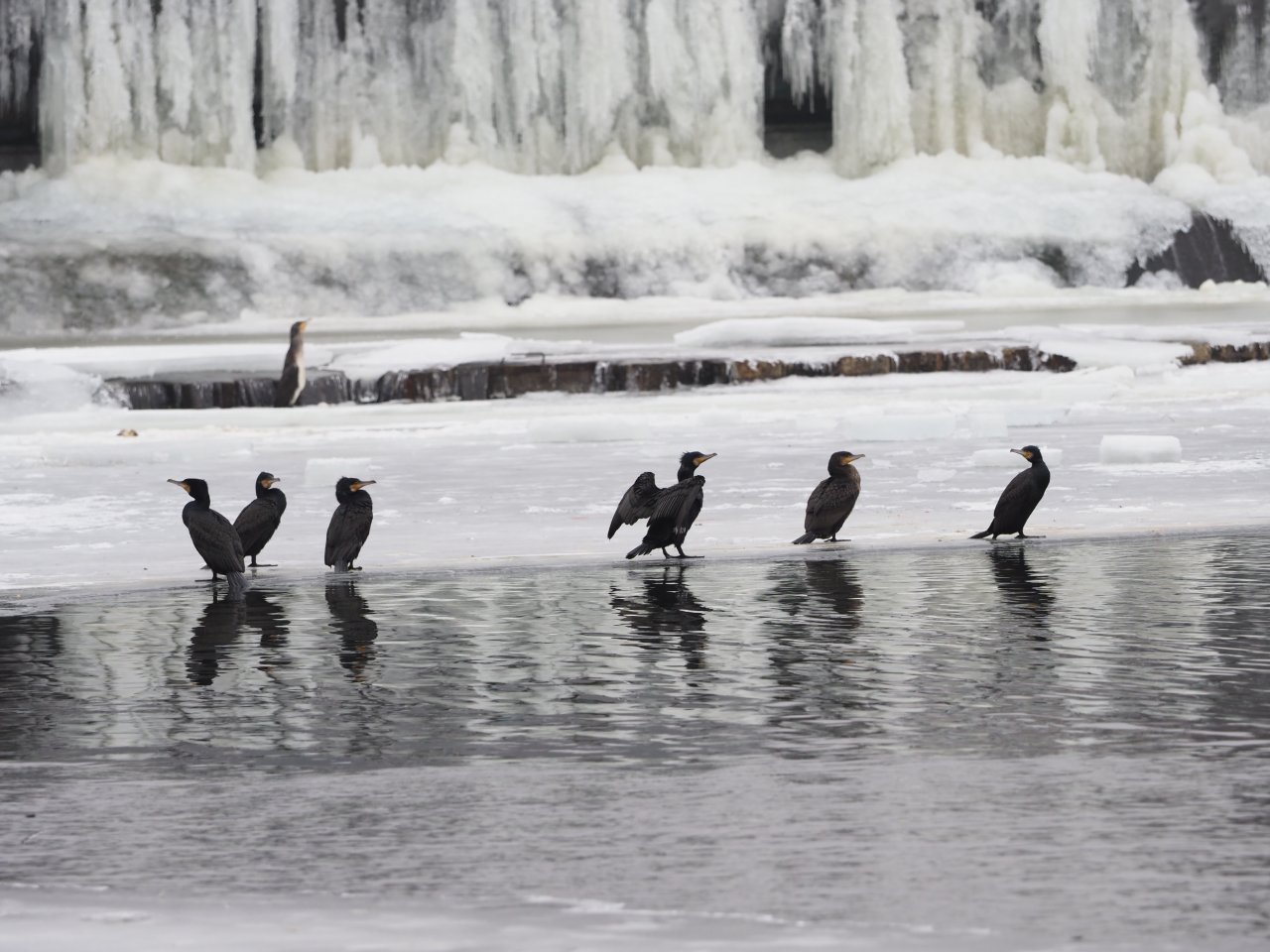 Kormor�n� na Berounce 3 v Beroun�