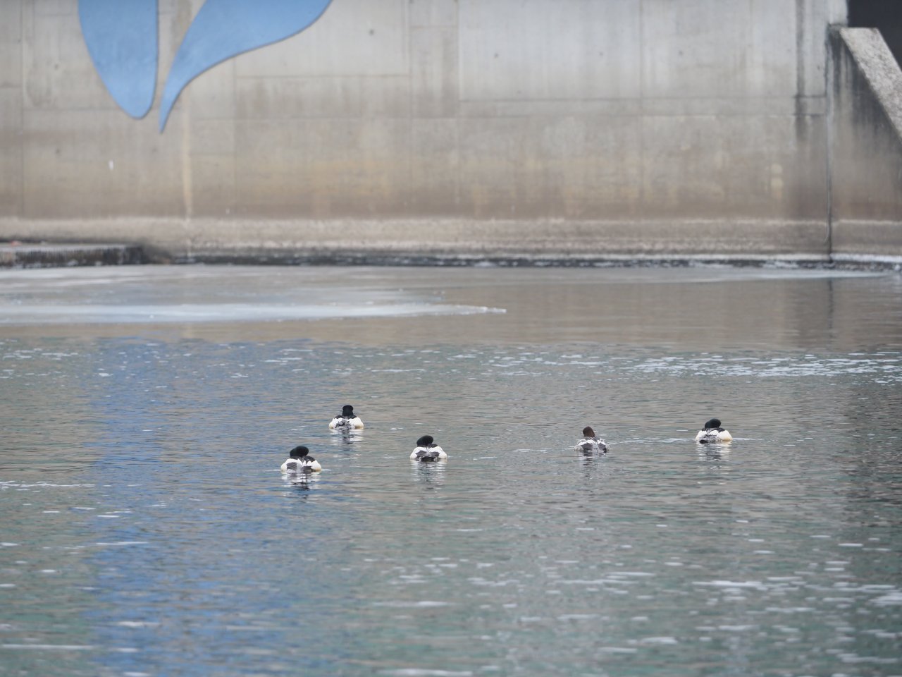 Kormor�n� na Berounce 3 v Beroun�