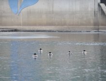 Kormorání na Berounce 3 v Berouně