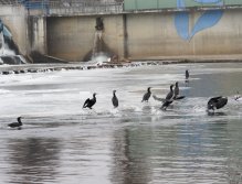 Kormorání na Berounce 3 v Berouně