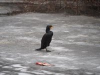 Kormor�ni na Berounce 3 v Beroun�