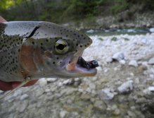 Duhák ulovený na steamera