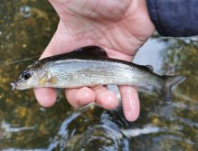 Malý lipan ze Želivky