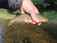 Potočák ze Želivky pod Souticemi