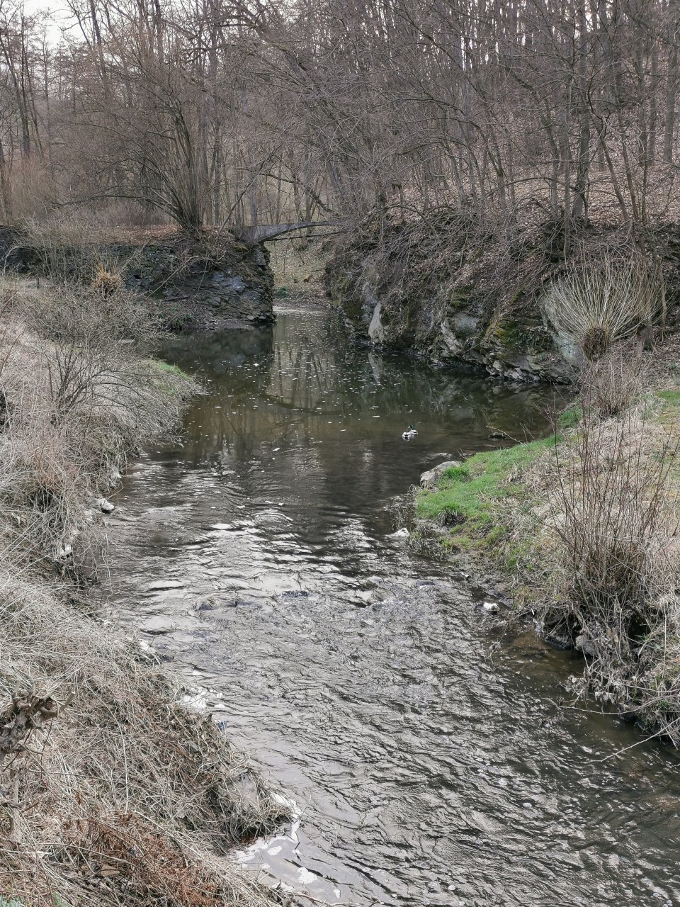 Ka��k v obci Svat� Jan pod Skalou