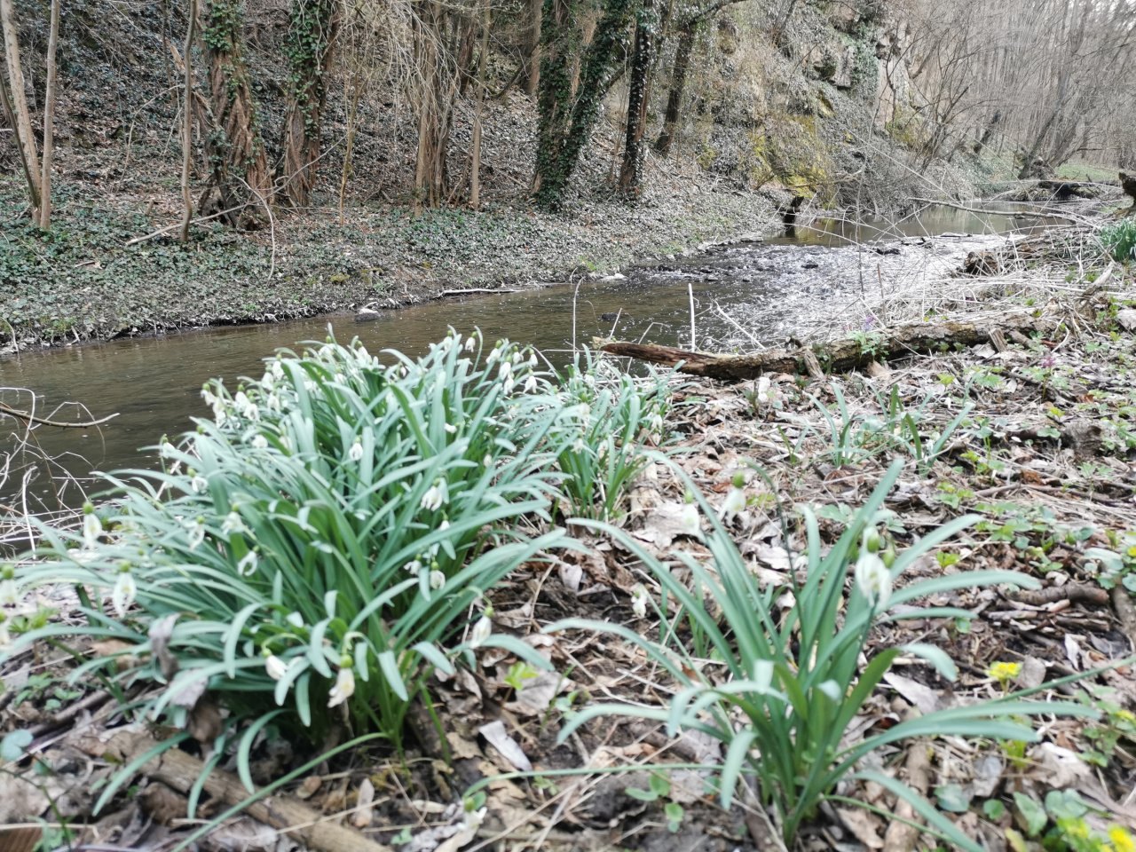 Ka��k pod obc� Hostim