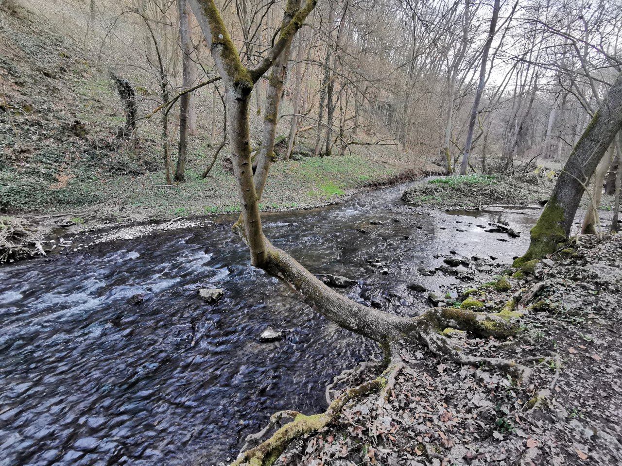 Ka��k pod obc� Hostim