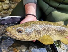 Jarní muškařská výprava za slovinskými mohykány