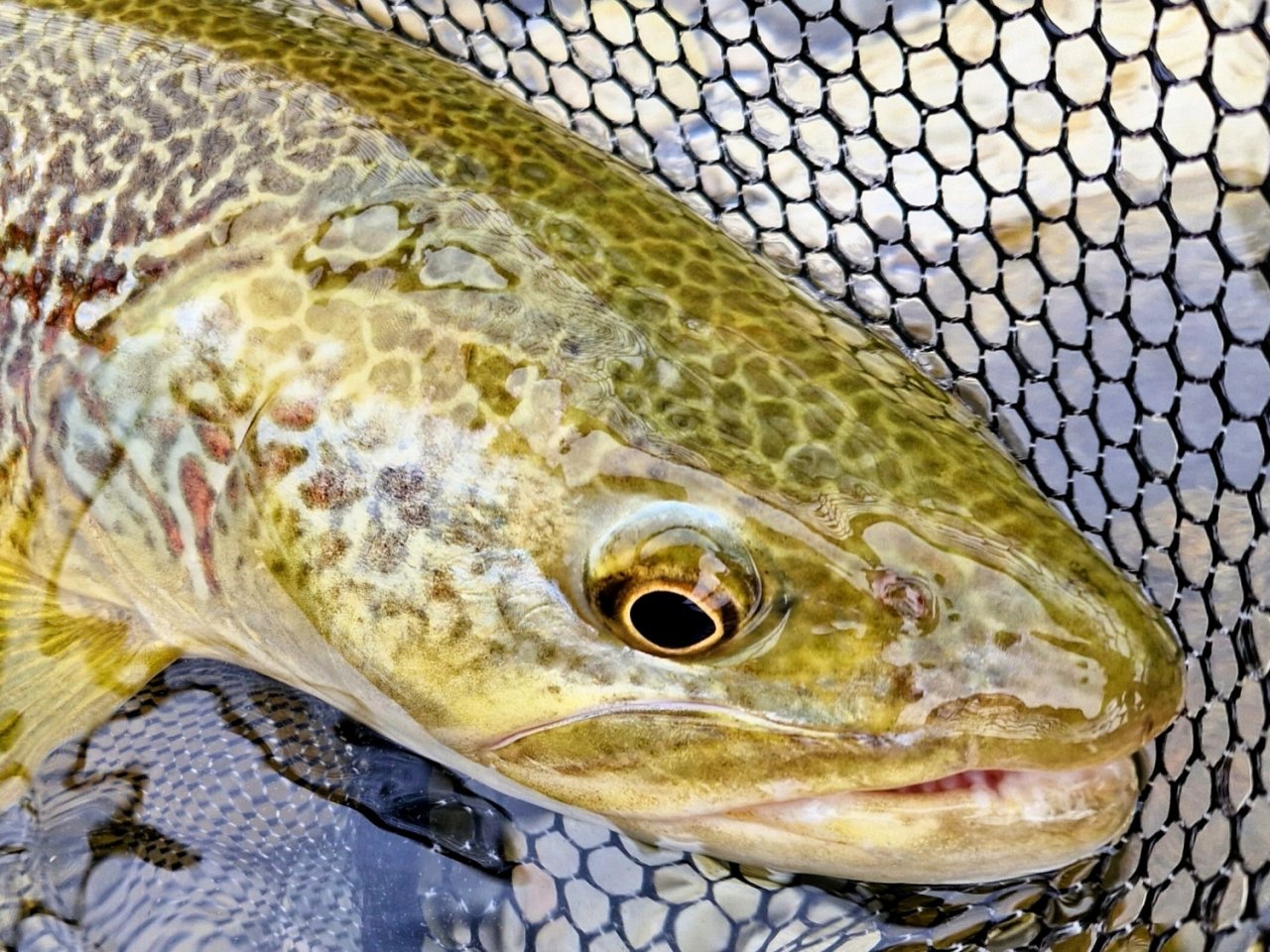 Jarn� mu�ka�sk� v�prava za slovinsk�mi mohyk�ny