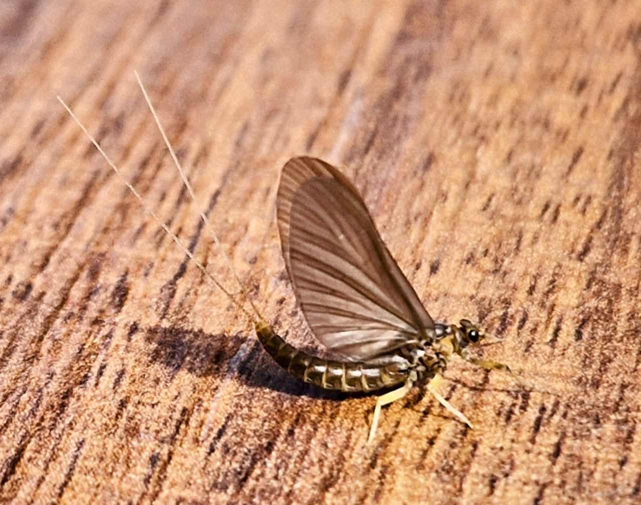 Jarn� mu�ka�sk� v�prava za slovinsk�mi mohyk�ny