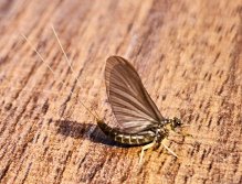 Jarní muškařská výprava za slovinskými mohykány