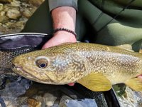 Jarn mukask vprava za slovinskmi mohykny