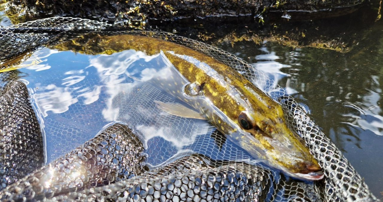 S mu�ka�sk�m prutem ve �v�dsku t�ikr�t za sebou