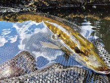 S muškařským prutem ve Švédsku třikrát za sebou