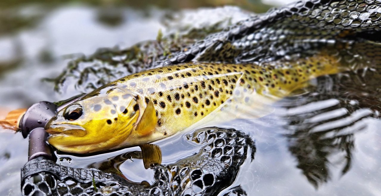 S mu�ka�sk�m prutem ve �v�dsku t�ikr�t za sebou