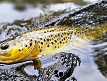 S muškařským prutem ve Švédsku třikrát za sebou