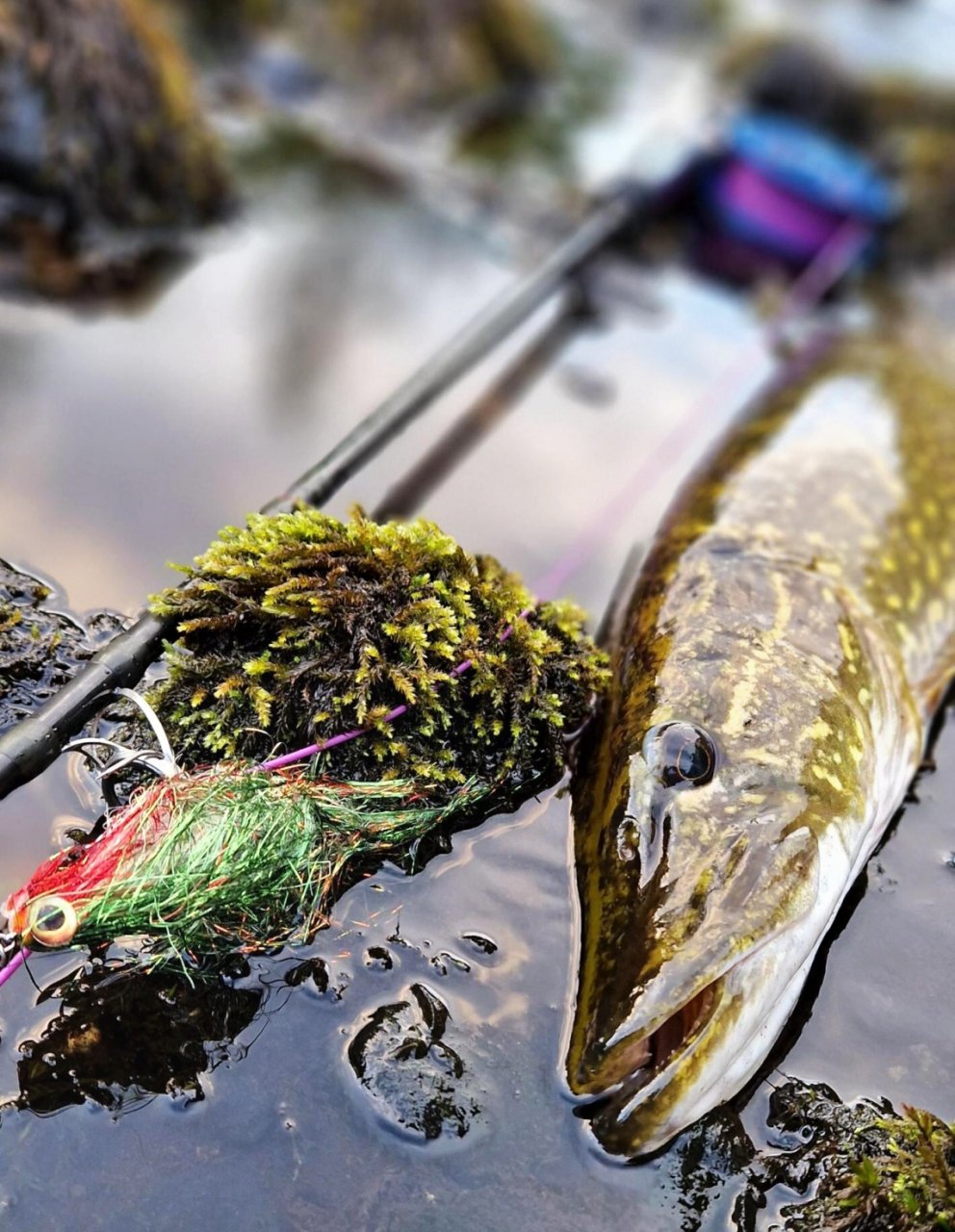 S mu�ka�sk�m prutem ve �v�dsku t�ikr�t za sebou