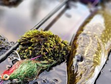 S muškařským prutem ve Švédsku třikrát za sebou