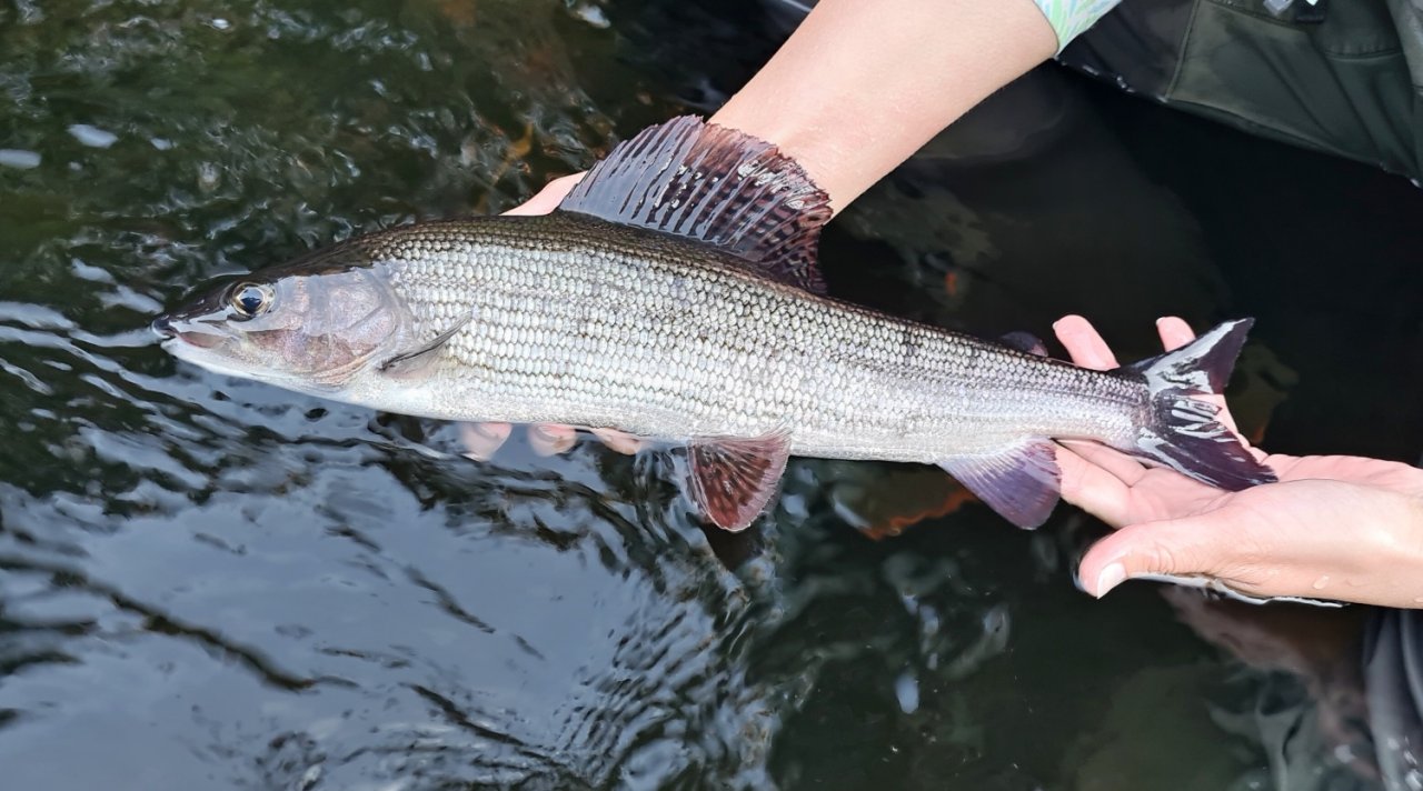 S mu�ka�sk�m prutem ve �v�dsku t�ikr�t za sebou