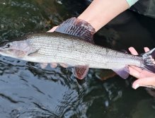 S muškařským prutem ve Švédsku třikrát za sebou
