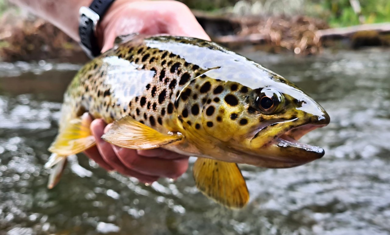 S mu�ka�sk�m prutem ve �v�dsku t�ikr�t za sebou