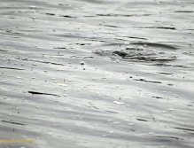 Líhnutí jepic Baetis a sbírající lipan