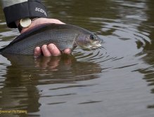 Catch& Release je doporučeno